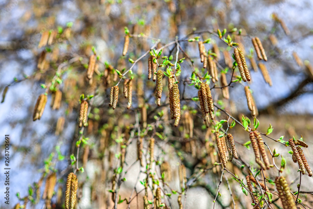 Naklejka premium branches of a brich tree