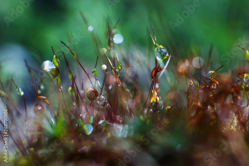 Moss in the forest in drops of water close-up. Concept of forest nature, microcosm, macrocosm. Macro photo. World environment day. 