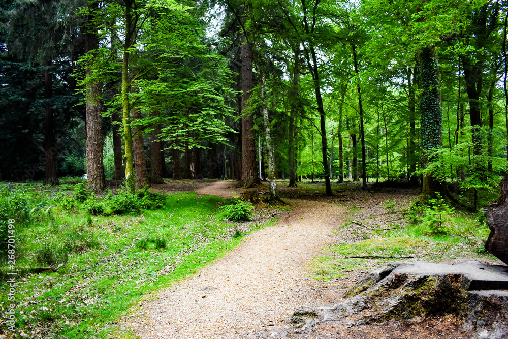 Fototapeta premium path tree