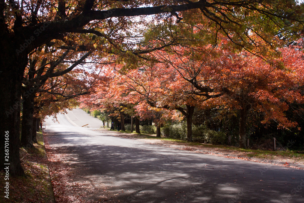 Colorful autumn trees in Blackheath in the Blue Mountains