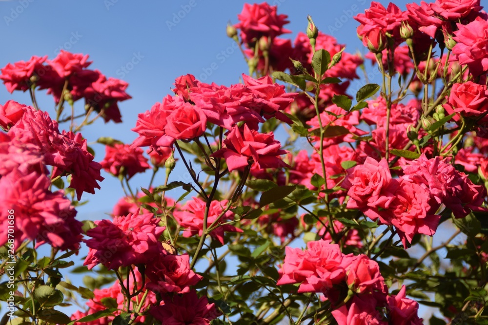 Fototapeta premium molte rose rosse fiorite