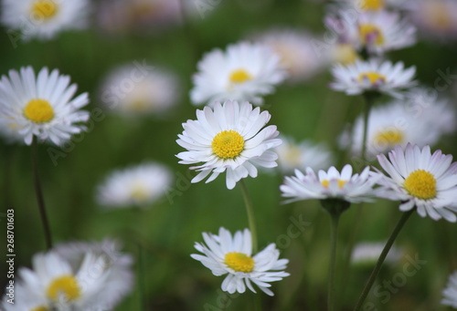 Daisy flowers © KSCHiLI