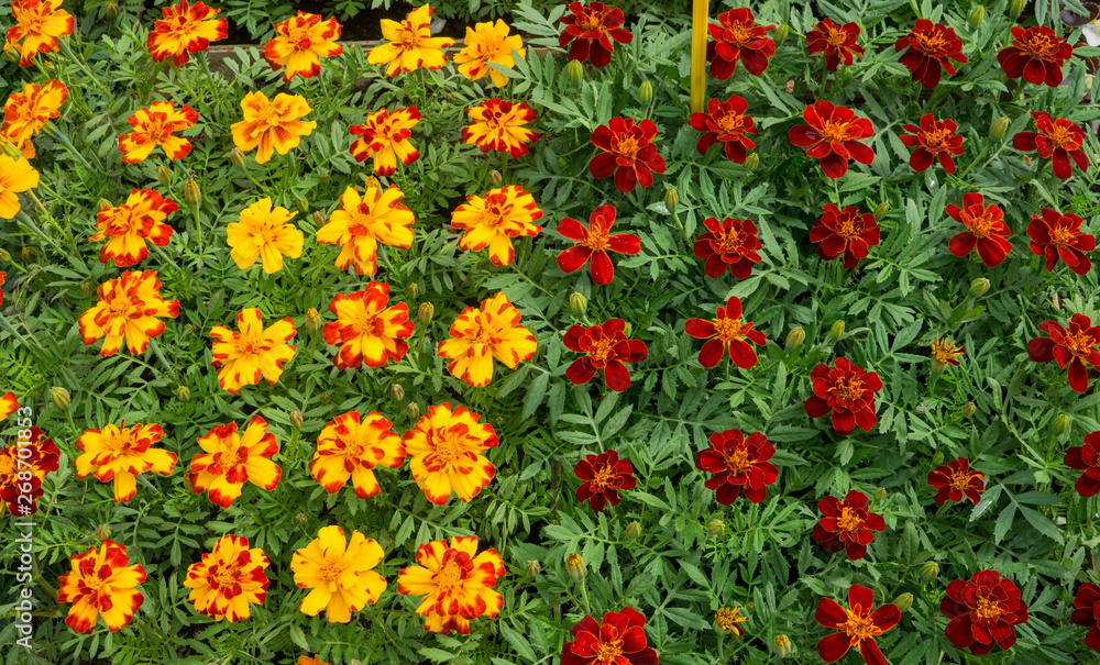 Flower seedlings in pots at the farmers market.orange and maroon marigolds.