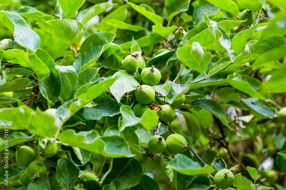 Immature green apple fruits in spring orchard