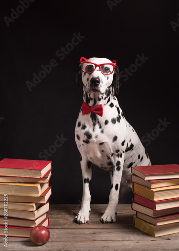 Dalmatian dog with reading glasses and red bow, sitting down between piles of books, on black background. Intelligent Dog professor among stack of books.Copy Space © Iulia