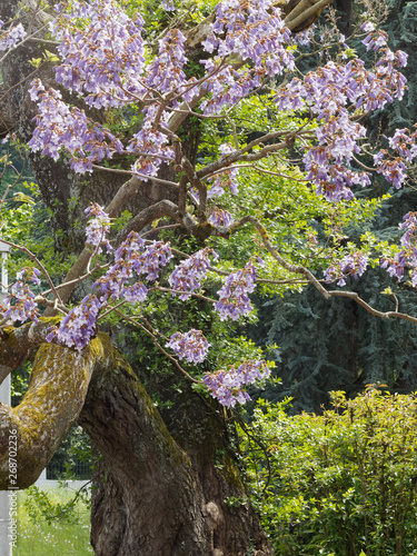 Beautiful flowering and majestic Paulownia tree Princess tree - foxglove-tree or kiri (Paulownia tomentosa) photo