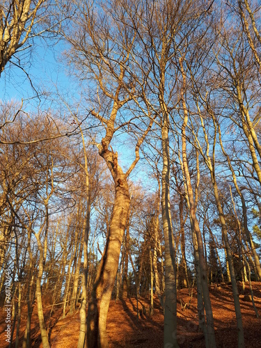 Winterwald im Sonnenschein