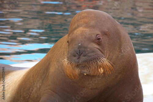 Big Walrus. Cute big brown walrus in the dolphinarium posing