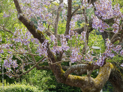 Beautiful flowering and majestic Paulownia tree Princess tree - foxglove-tree or kiri (Paulownia tomentosa) photo