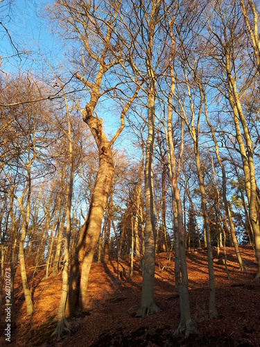 Winterwald im Sonnenschein