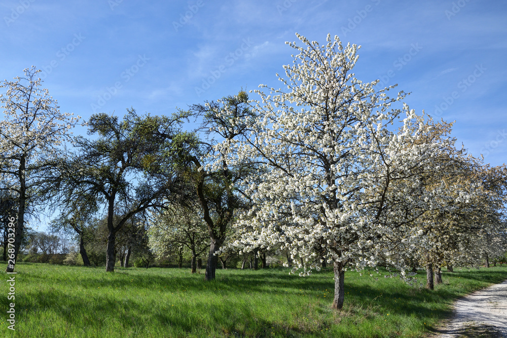 blossoming cherry tree in an orchard blossoming cherry tree in an orchard
