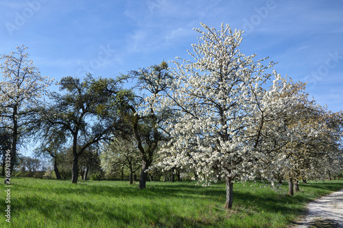 blossoming cherry tree in an orchard
