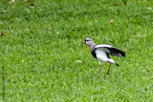 green grass, red eyes 3 photo