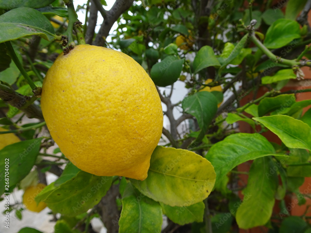 Lemons on Tree in Garden, Fruit Tree