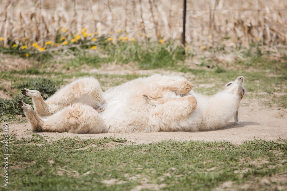 Obraz premium Alpaca scratching & rolling taking a dust bath 