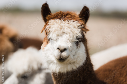 Close up of a brown and white alpaca