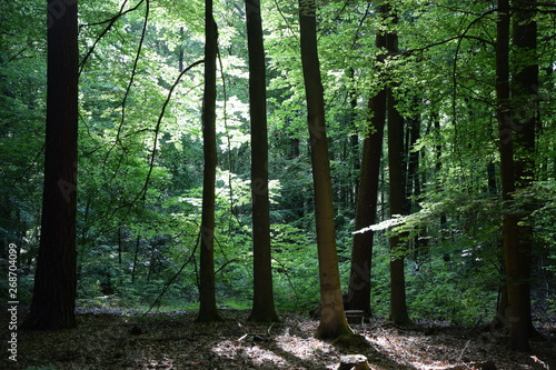 Wald im Fr  hling