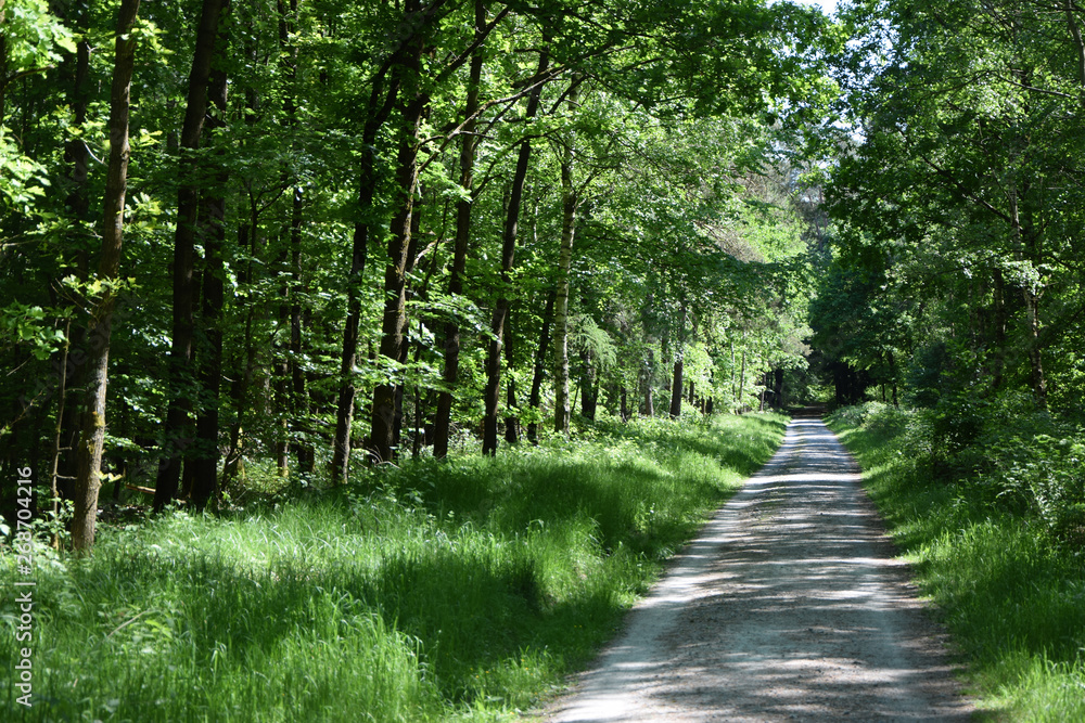 Waldweg im Frühling Waldweg im Frühling