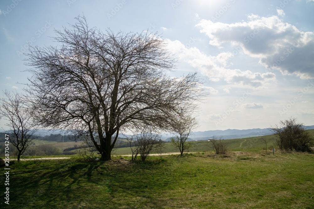 Tree silhouette in on meadow during sunrise or sunset. Slovakia