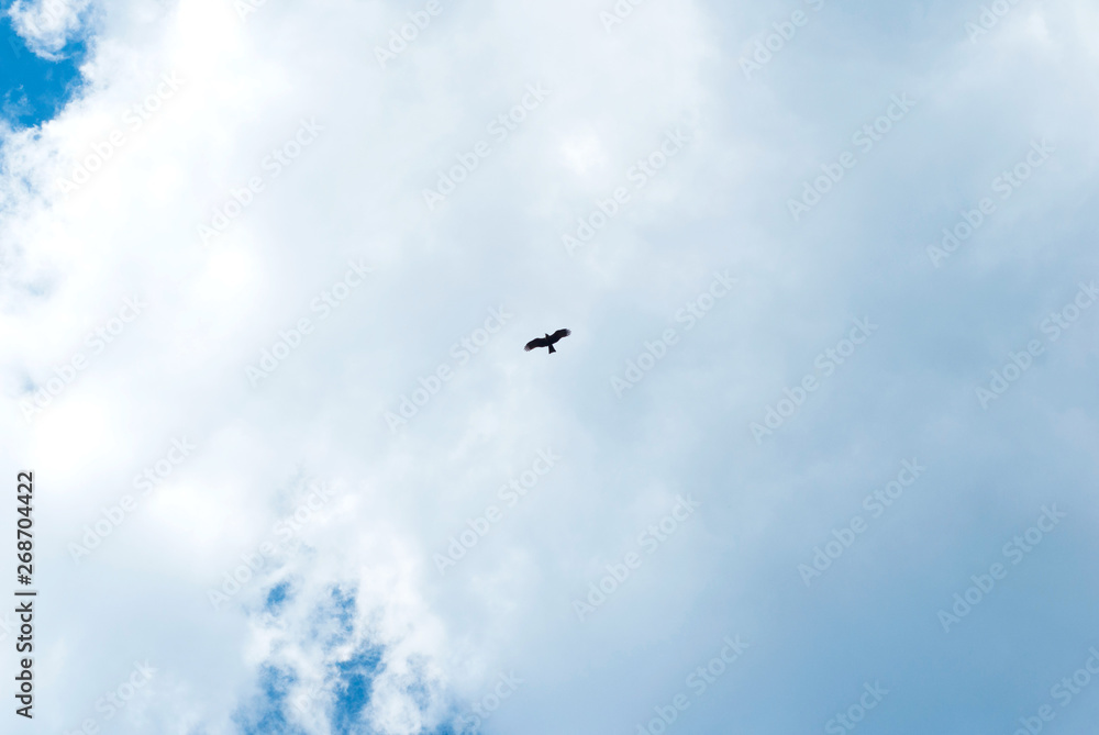 Silhouette Steppe eagle flying under the bright sun and cloudy sky in spring.