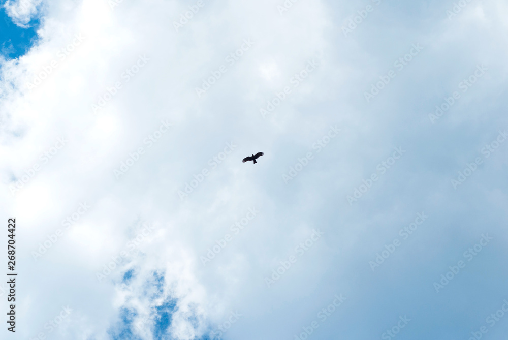 Silhouette Steppe eagle flying under the bright sun and cloudy sky in spring. Silhouette Steppe eagle flying under the bright sun and cloudy sky in spring.