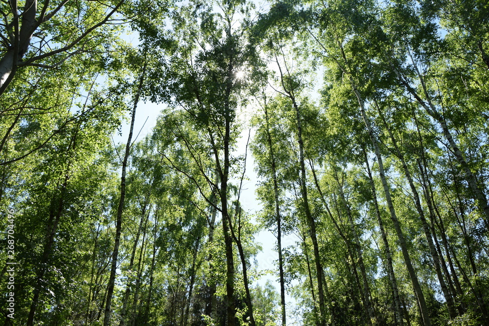 Obraz premium Birkenwald im Frühling