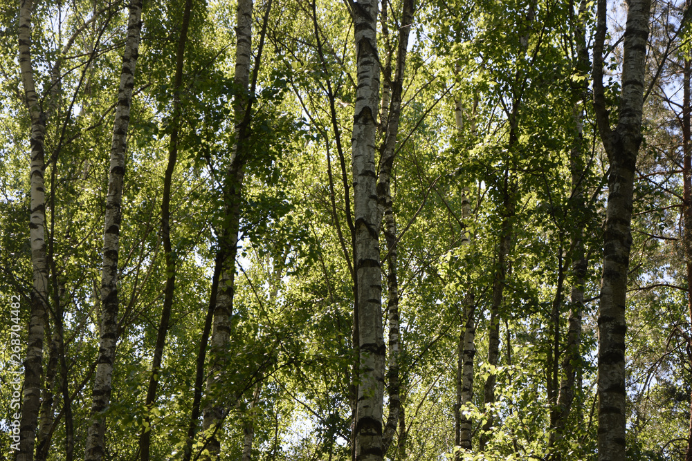 Fototapeta premium Birkenwald im Frühling