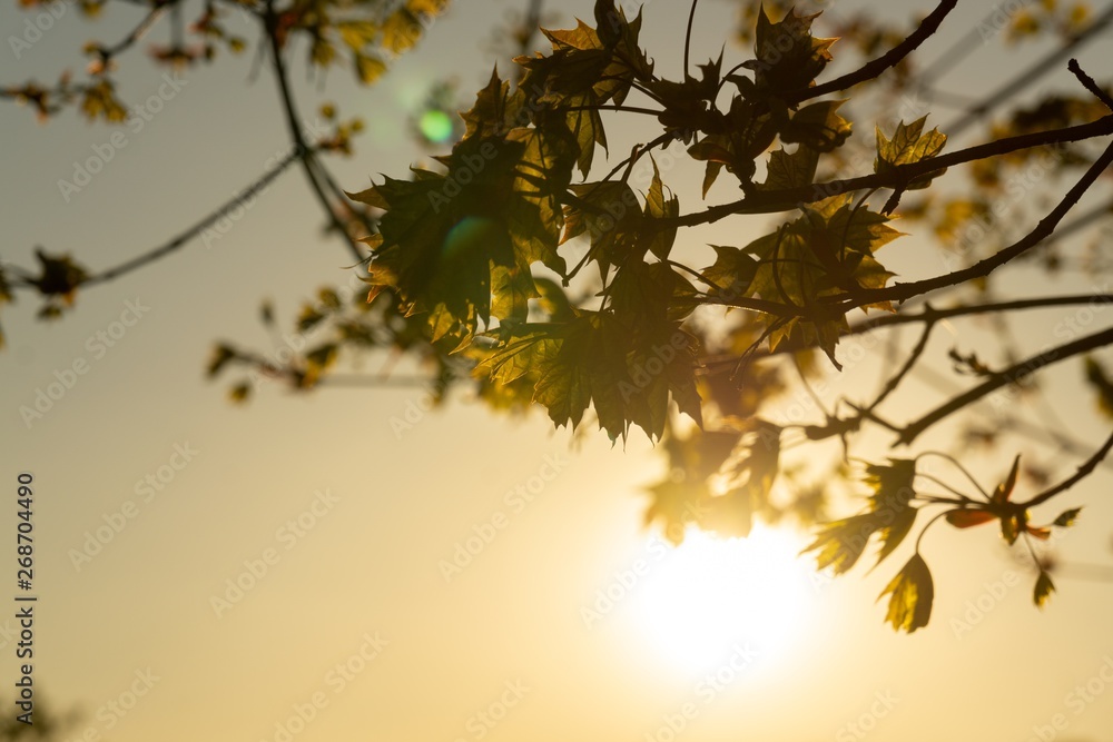Green young spring leaves on the tree during sunrise or sunset. Slovakia Green young spring leaves on the tree during sunrise or sunset. Slovakia