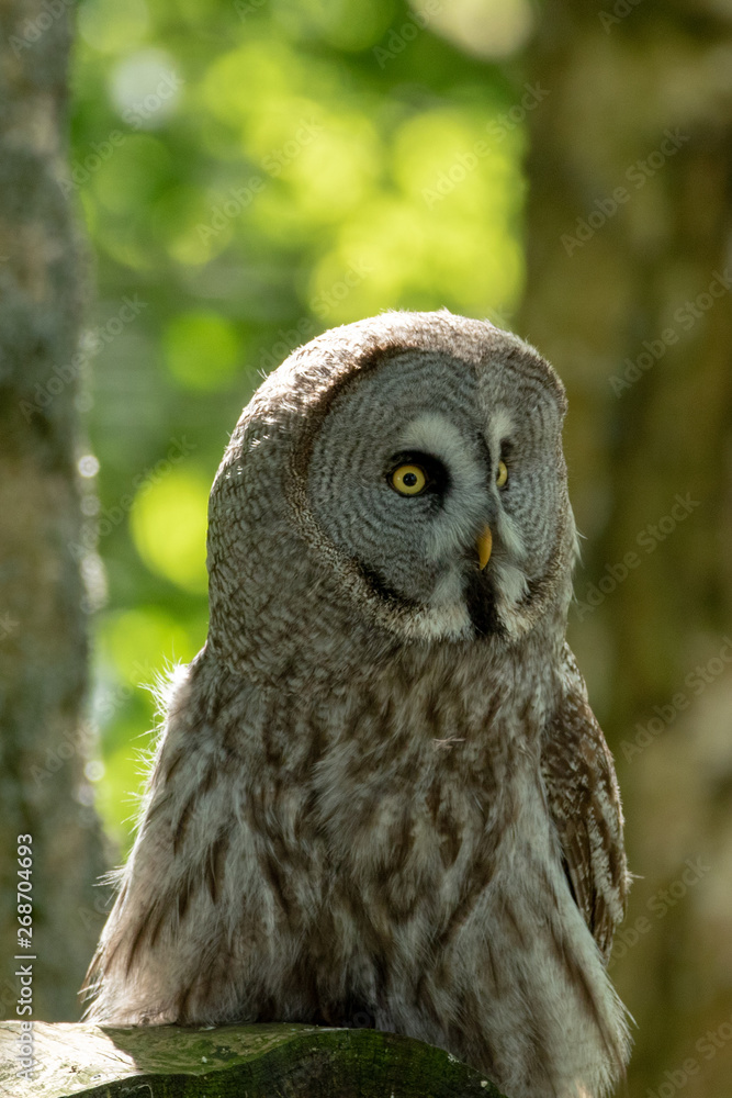 portrait of an eurasian eagle owl portrait of an eurasian eagle owl