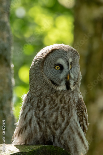 Wallpaper Mural portrait of an eurasian eagle owl Torontodigital.ca