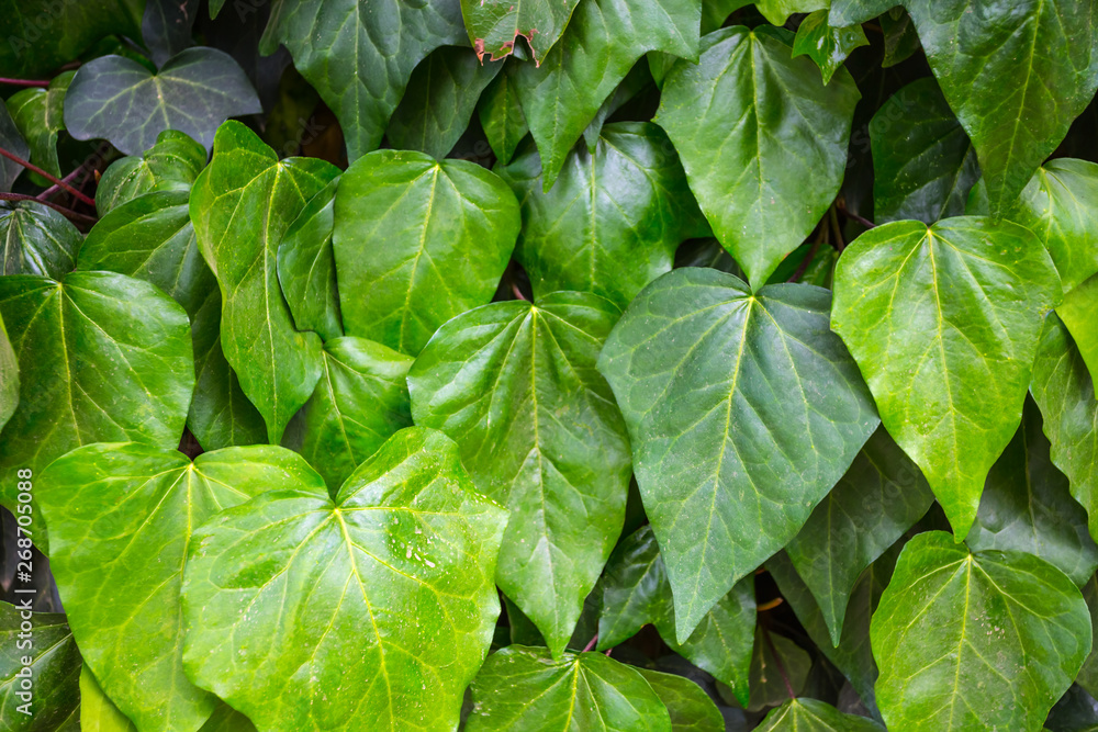 closeup heap of green leaves, natural background closeup heap of green leaves, natural background