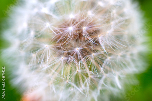 dandelion macro on grass background