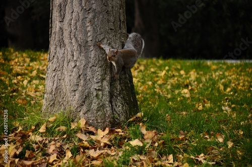 squirrel doing what squirrels do
