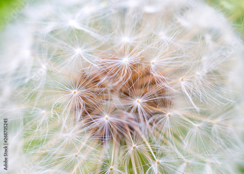 dandelion macro on grass background