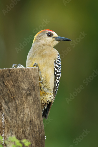 Hoffmanns Woodpecker - Melanerpes hoffmannii resident breeding bird from southern Honduras south to Costa Rica. It is a common species on the Pacific slopes photo