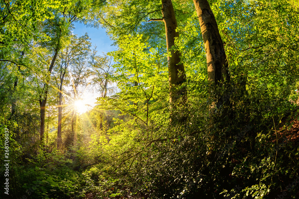 Naklejka premium Beautiful forest in spring with bright sun shining through the trees