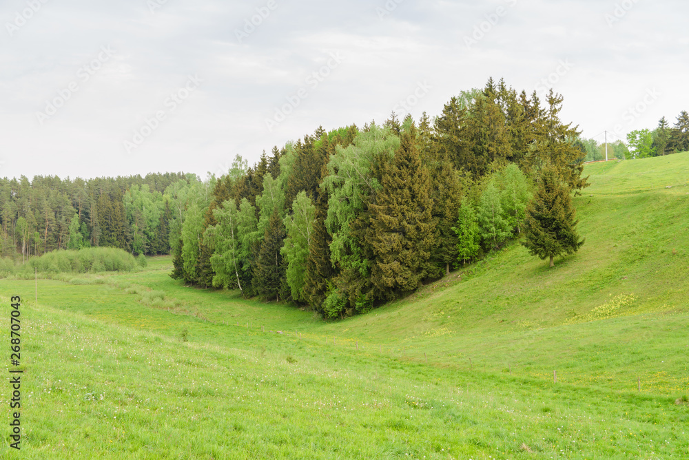 Zielone pagórkowate pastwiska, łąki z lasem po środku Zielone pagórkowate pastwiska, łąki z lasem po środku