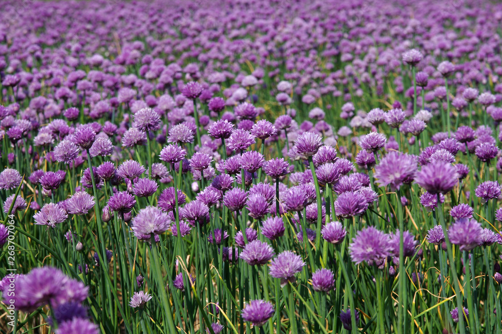 großes schnittlauchfeld mit den farbenfrohen blüten großes schnittlauchfeld mit den farbenfrohen blüten