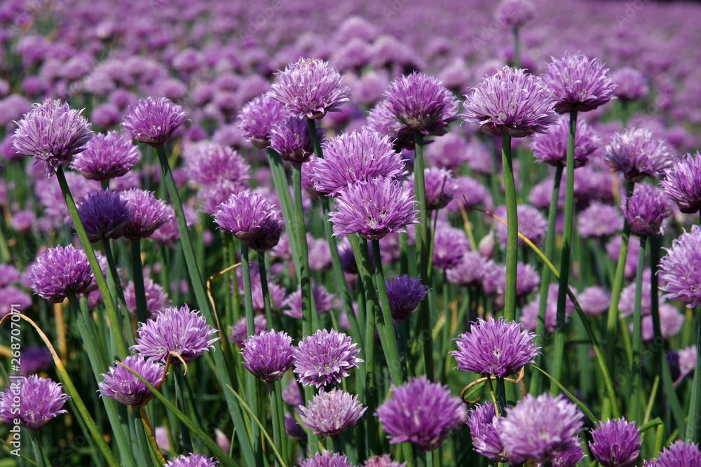 Hübsche, lilafarbene Blüten vom Schnittlauch Hübsche, lilafarbene Blüten vom Schnittlauch