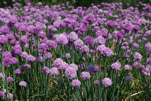 Die Blüten vom Schnittlauch erscheinen in pink und lila