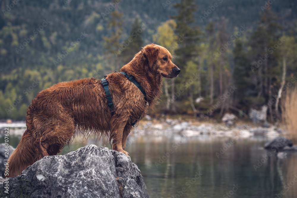 Dog in front of the Zugspitze at the Eibsee Dog in front of the Zugspitze at the Eibsee