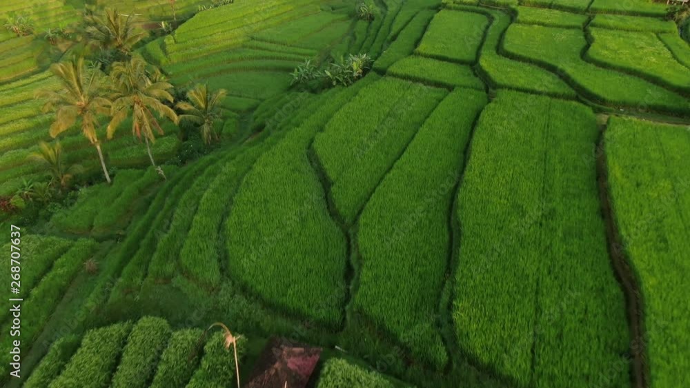 Rice fields in Bali Rice fields in Bali