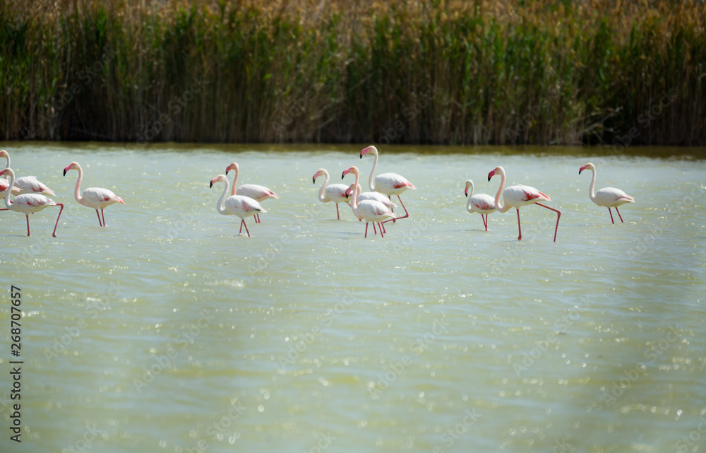 Flamingos in lagoon of river
