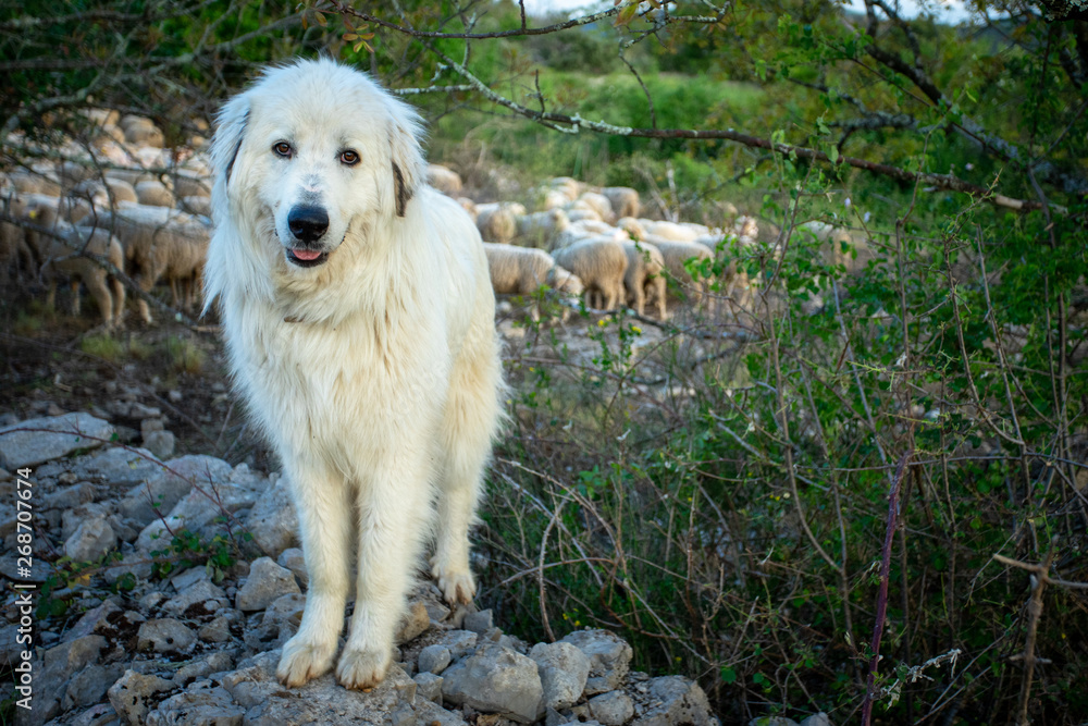 portrait d'un gros chien de berger blanc portrait d'un gros chien de berger blanc