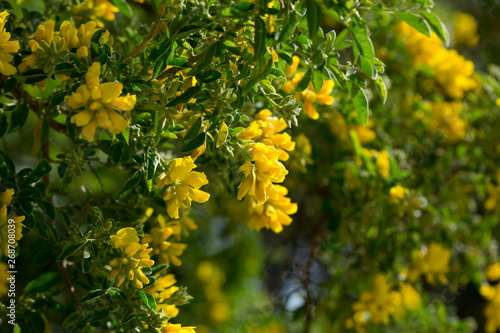 Yellow blooms of Teline osmariensis