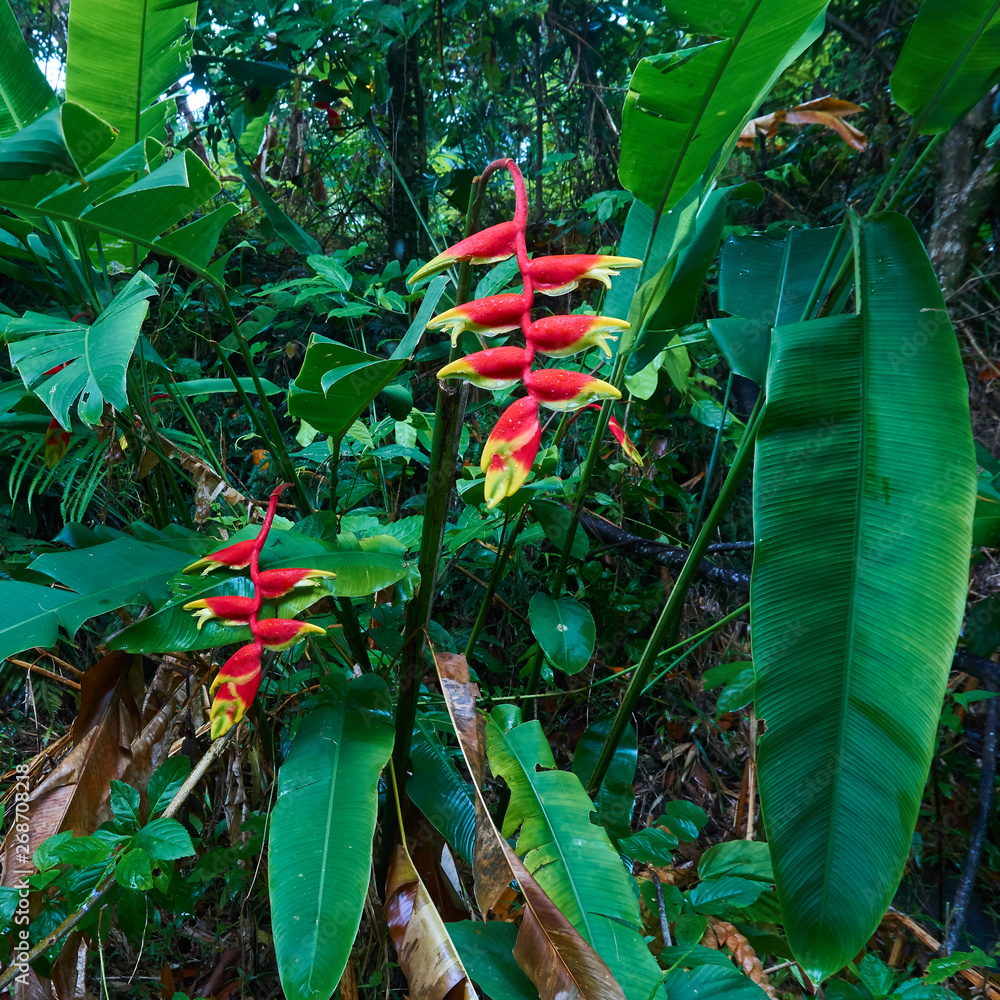 Picture of The Heliconia Rostrata Lobster Claw in Port Antonio, Jamaica 