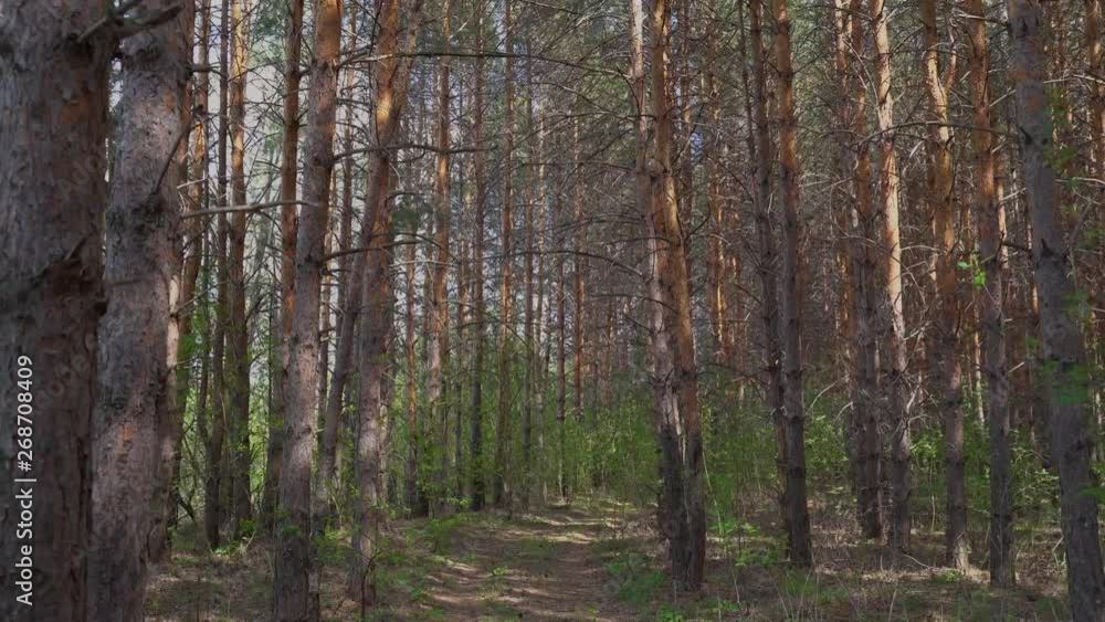 Camera moves into forest path and is hit by setting sun Camera moves into forest path and is hit by setting sun