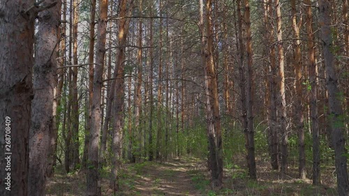 Wallpaper Mural Camera moves into forest path and is hit by setting sun Torontodigital.ca