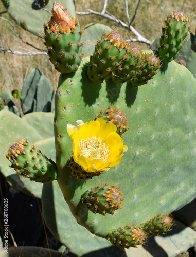 Blooming Opuntia cactus (prickly pears) photo