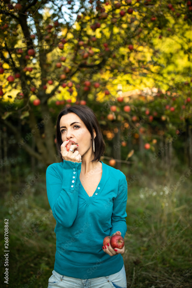 Cute young woman picking apples in an orchard having fun harvesting the ripe fruits of her family's labour(color toned image) Cute young woman picking apples in an orchard having fun harvesting the ripe fruits of her family's labour(color toned image)